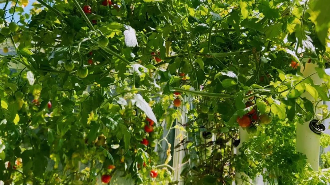  Serre automatisée aquaponique myFarm à Overijse