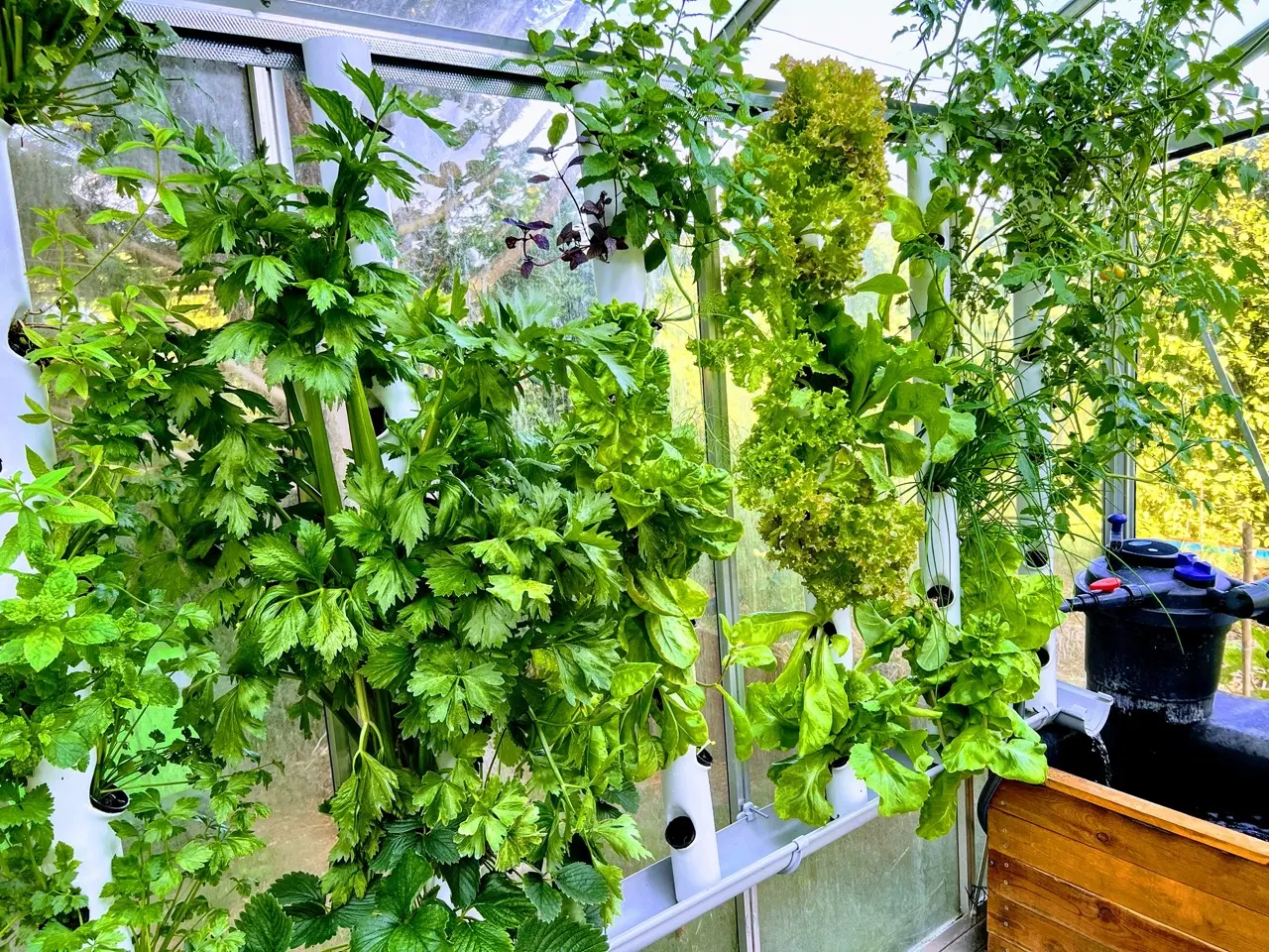 Serre automatisée aquaponique myFarm - juillet 2022